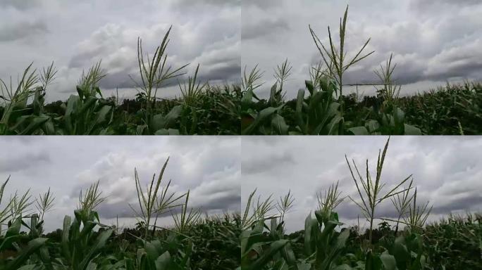 玉米遭受一阵风袭击