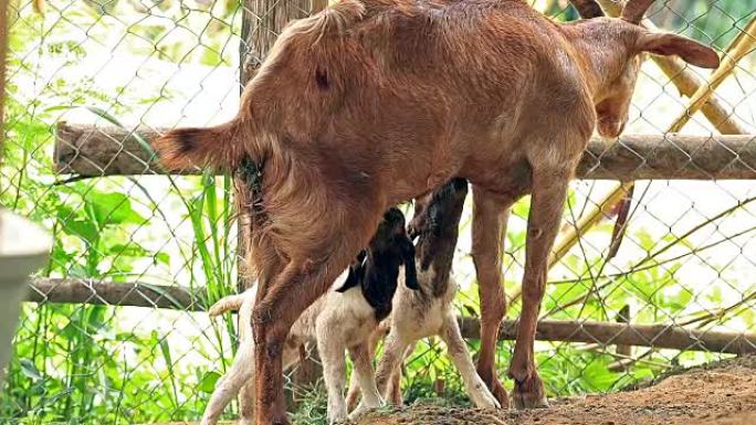 山羊母亲在当地农场用牛奶喂养双胞胎新生儿