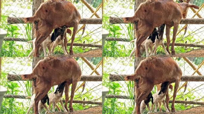 山羊母亲在当地农场用牛奶喂养双胞胎新生儿