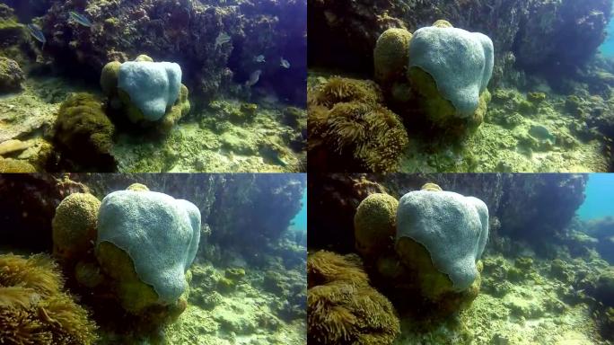 珊瑚白化，脆弱的珊瑚礁生态系统受损