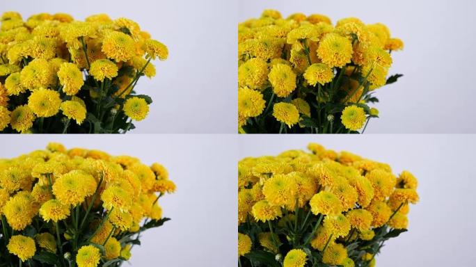 特写，鲜花，花束，白色背景上的旋转，花卉组成由黄色菊花桑蒂尼组成