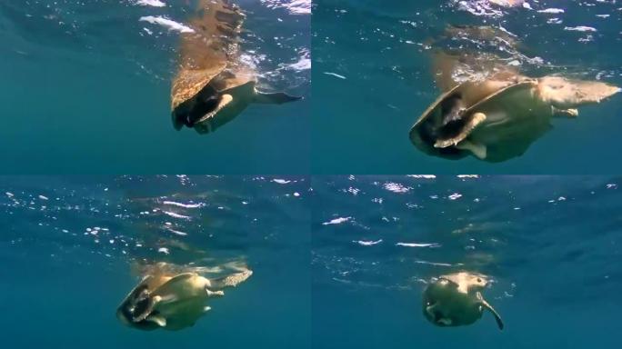 海龟在公海交配。水下射击。特写。