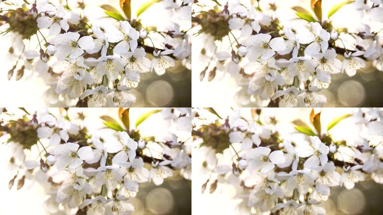 樱桃枝上美丽的白花，dop