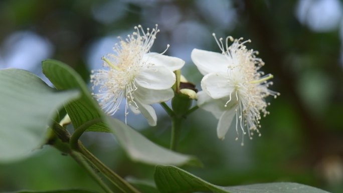 红心番石榴花期 白色花朵