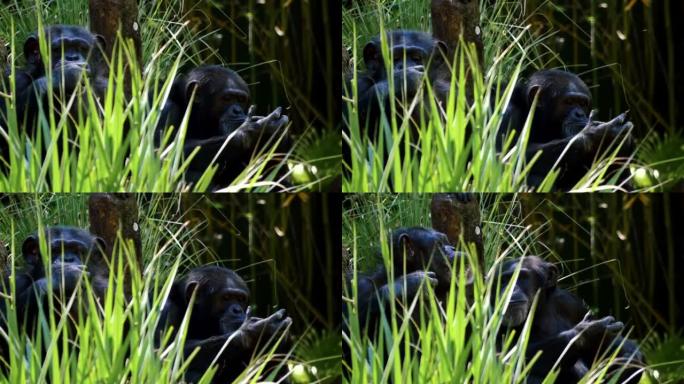 两只黑猩猩通过采摘和咀嚼来消逝时间