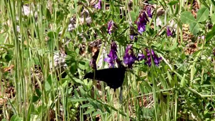 慢动作黑蝴蝶在紫色羽扇形花朵上飘动