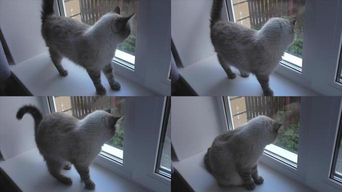 猫坐在窗台上，看着窗外