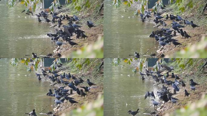 河岸上有乌鸦。慢动作
