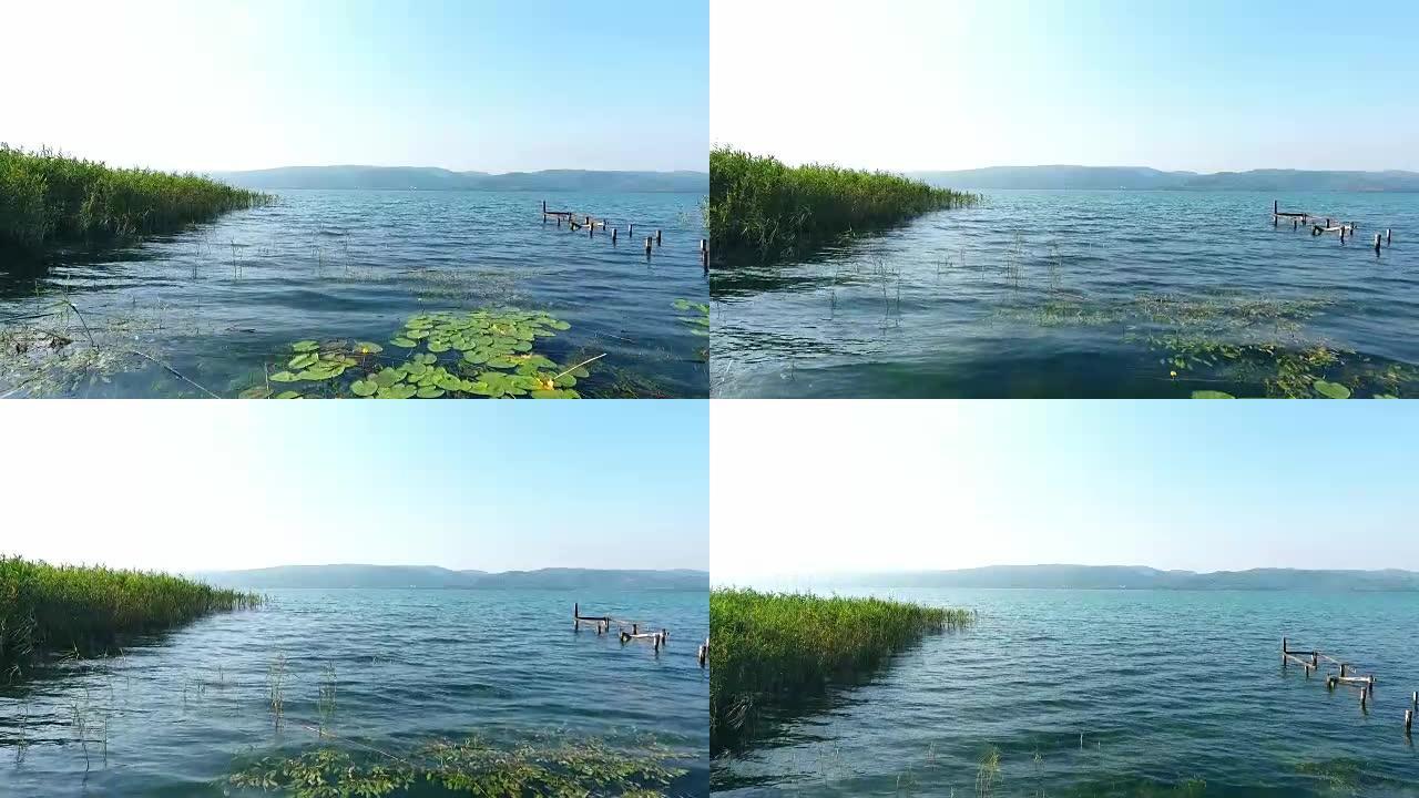 带有芦苇的河流的空中视频俯视图。土耳其的萨潘卡湖，带湖和莲花的旧木墩