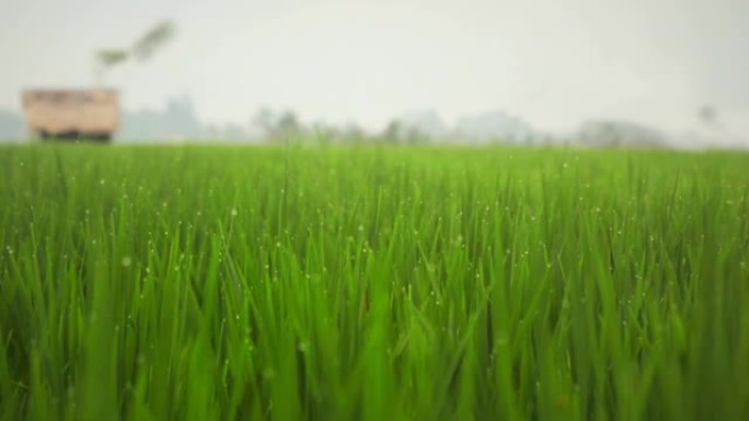 新鲜的绿色春草与雨水水滴特写