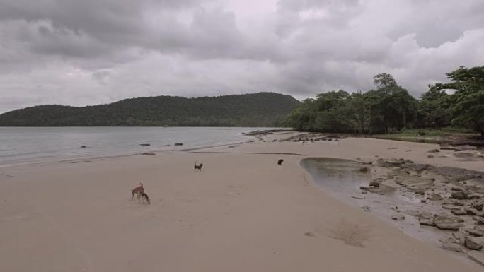 流浪狗在乌云天空下的沙滩上行走
