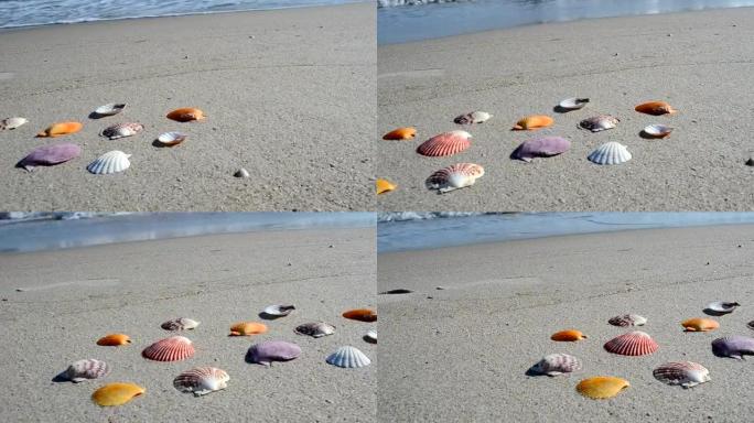 沙滩上的鸡壳