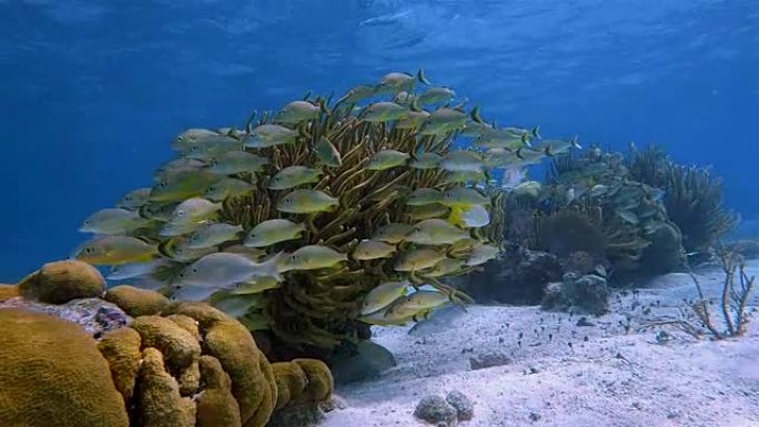 美丽的珊瑚礁上的海洋生物和黄色的鲷鱼在加勒比海的Hol Chan海洋保护区-伯利兹堡礁/龙诞礁