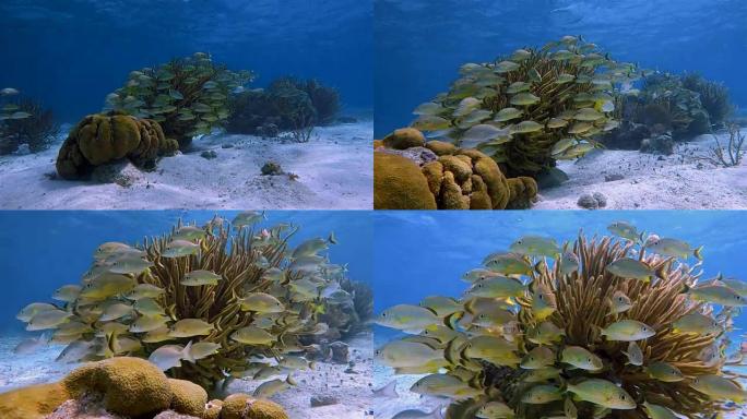 美丽的珊瑚礁上的海洋生物和黄色的鲷鱼在加勒比海的Hol Chan海洋保护区-伯利兹堡礁/龙诞礁