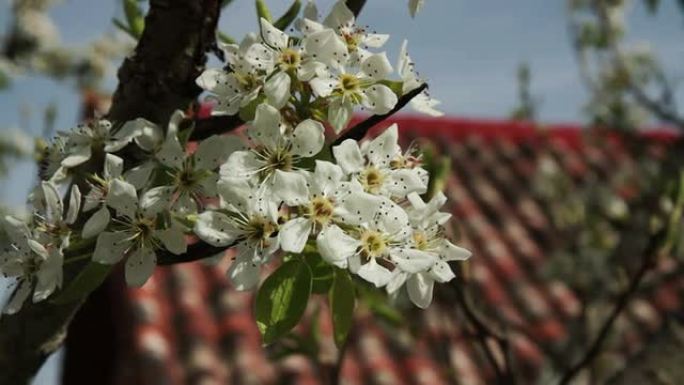 有花的树枝苹果树-Flores de Manzano