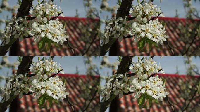 有花的树枝苹果树-Flores de Manzano