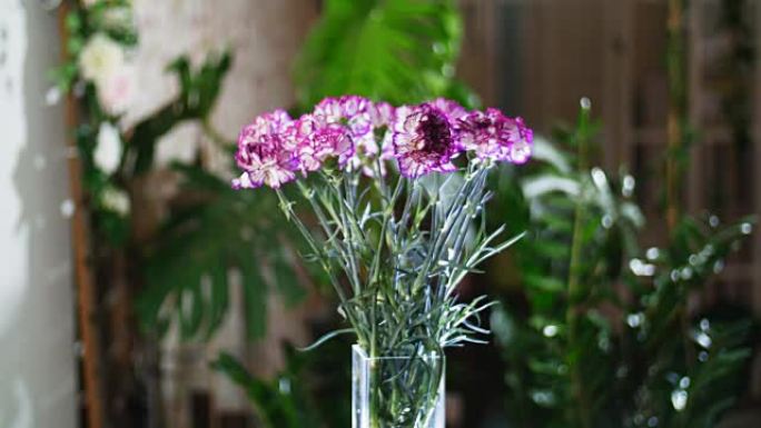 花束在光线中，旋转，花卉成分由明亮的紫色土耳其康乃馨组成。背景是很多绿色植物
