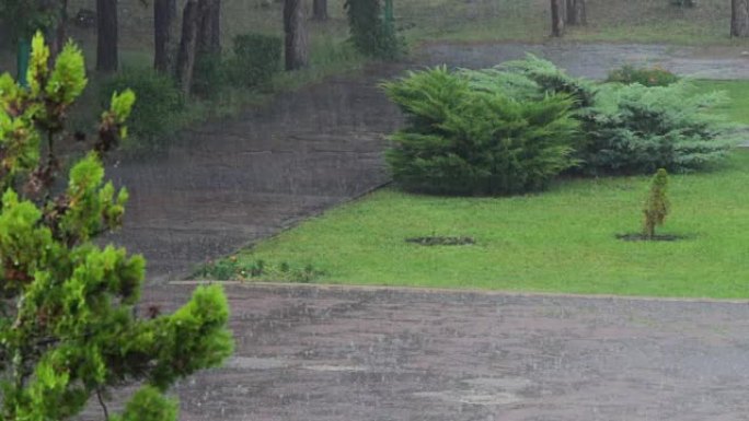 树木背景上的雨