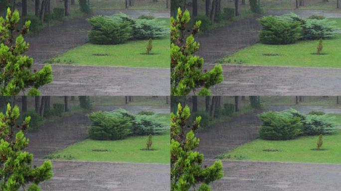 树木背景上的雨草地松树灌木