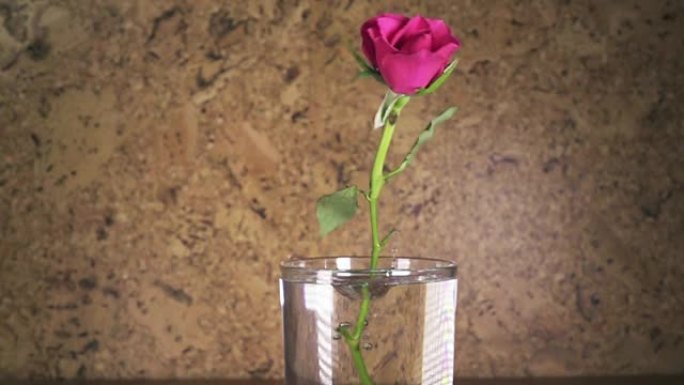 红玫瑰慢慢落在花瓶里，蹦蹦跳跳，慢动作