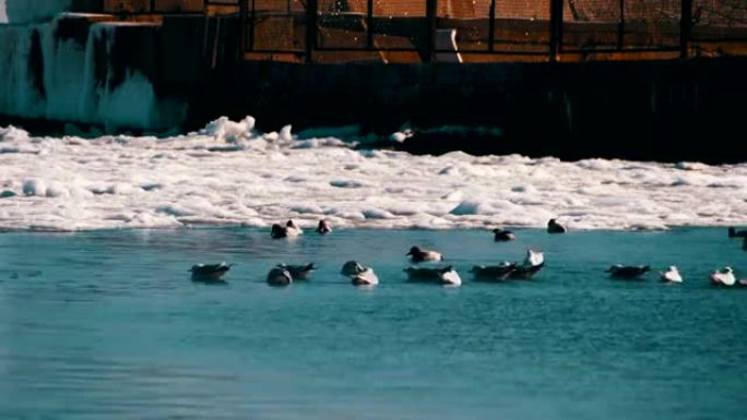 海鸥坐在冰雪覆盖的海面上