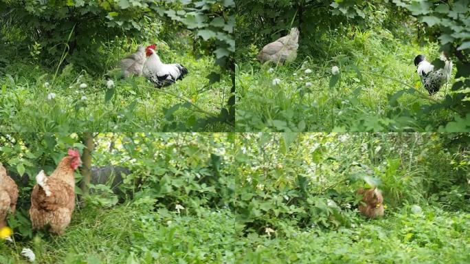 放养的公鸡和小鸡在花园里吃草