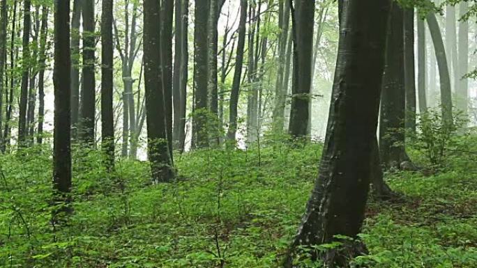 森林时间流逝，雾气飘过树木