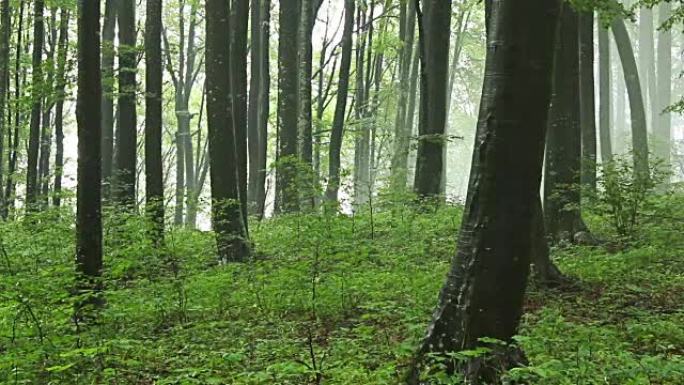 森林时间流逝，雾气飘过树木