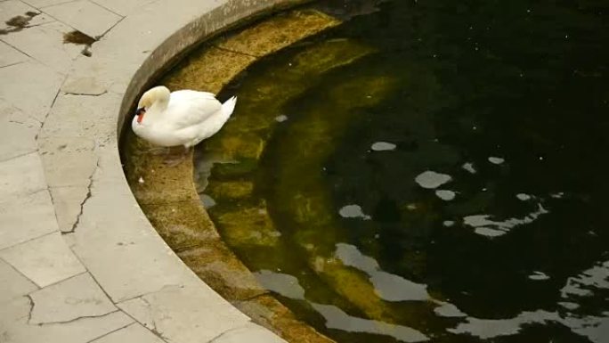 法国尼姆的Jardin des Fontains的天鹅