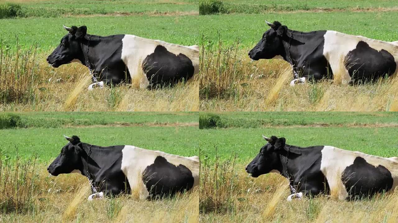 牛躺在草地上嚼草