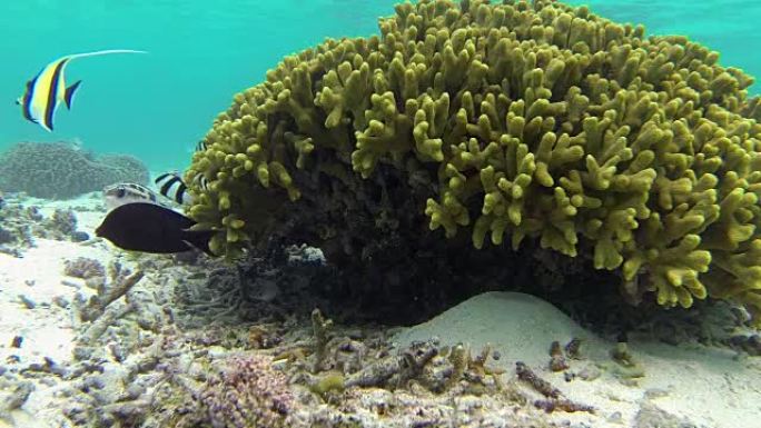 摩尔偶像 & 珊瑚-水下关岛
