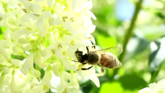 蜜蜂提取花粉