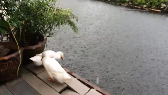 下雨天，小河里有两只鸭子。