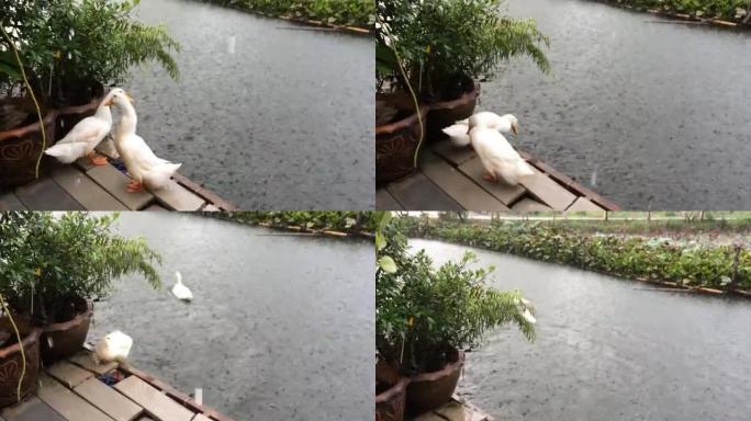 下雨天，小河里有两只鸭子。