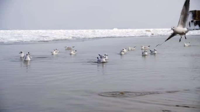 一群海鸥在冬季冰雪覆盖的海洋中潜水和争夺食物。慢动作