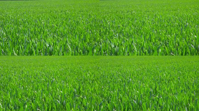 自然-阳光中的年轻新鲜植物-滑块