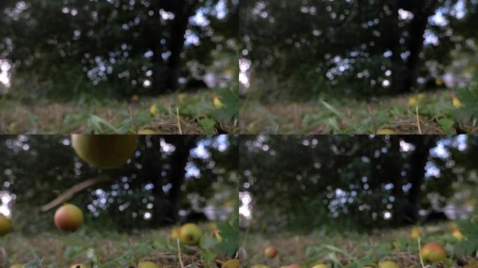 梨从树上掉到草地上。