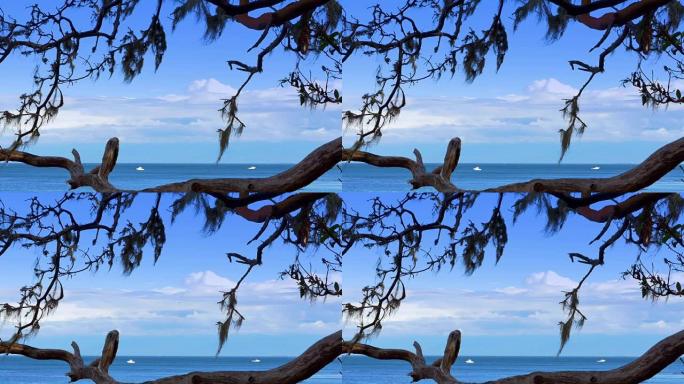 杨梅树，分支松萝苔，太平洋海岸海洋地平线视图