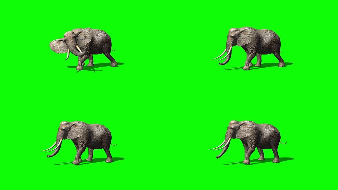 大象去攻击-绿色屏幕