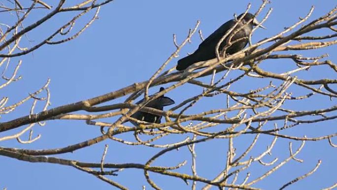 Rook，一群黑色候鸟筑巢