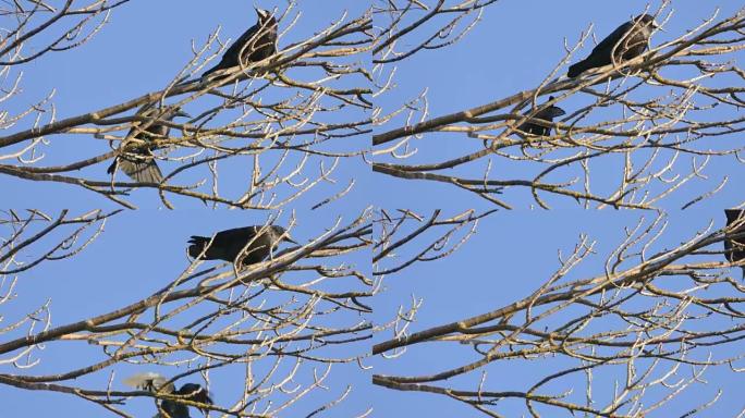 Rook，一群黑色候鸟筑巢
