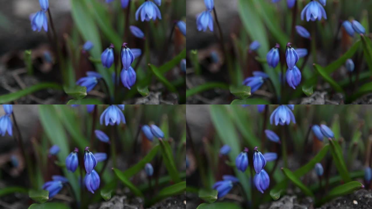 一些蓝色番红花植物出芽