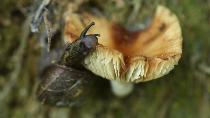 野外蜗牛吃蘑菇