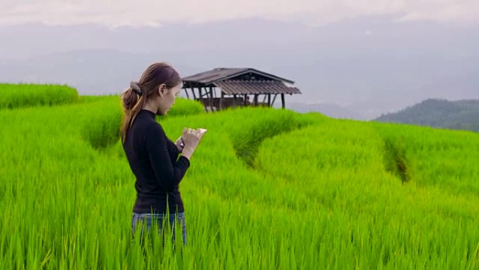 泰国北部稻田使用智能手机的美女