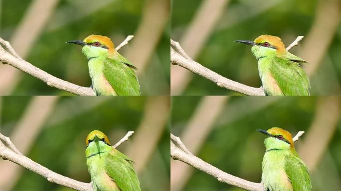 4k镜头，月头食蜂鸟 (Merops leschenaulti) 是食蜂鸟 (Meropidae) 