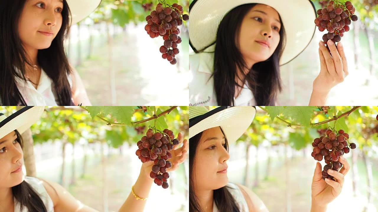 女人在田间采摘，收获葡萄。