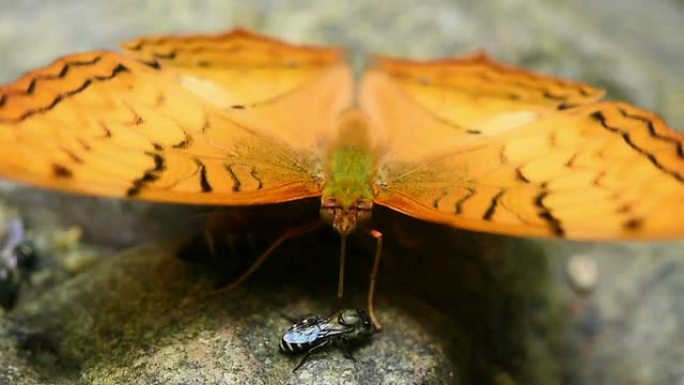 地板上的橙色大约曼蝴蝶