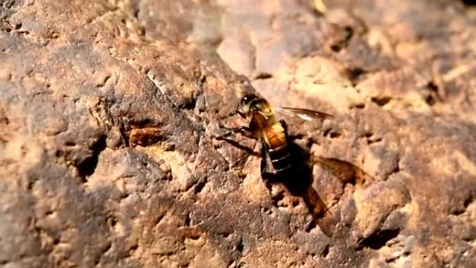 昆虫的特写，地面上的蜜蜂
