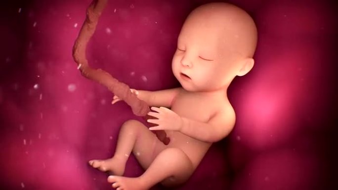 母亲子宫内的人类婴儿