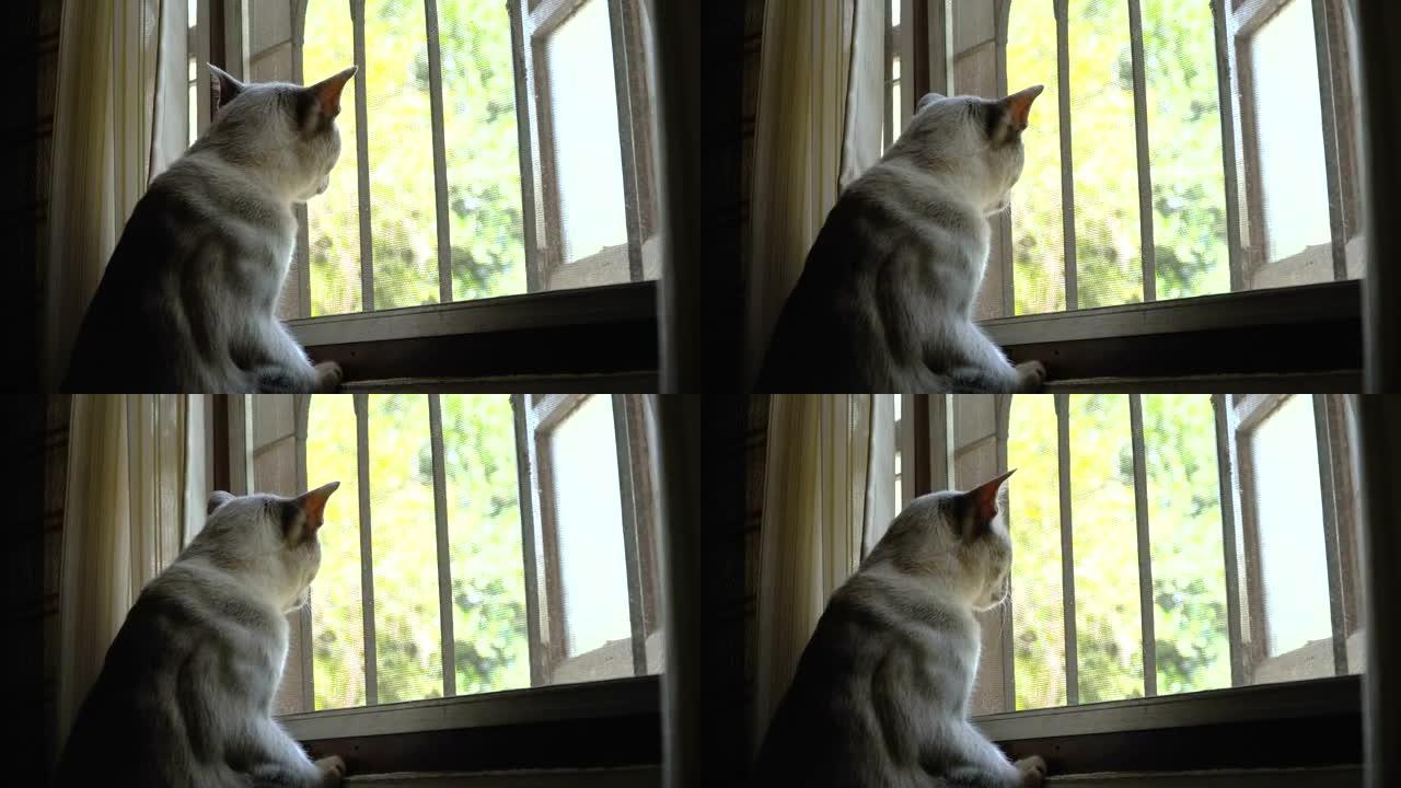 猫在窗外看